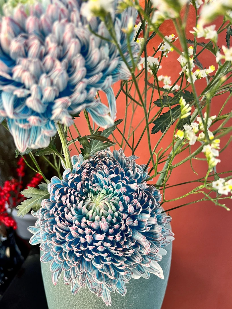 青花瓷牡丹菊奢华富贵花鲜切花云南鲜花年宵花菊花基地直发