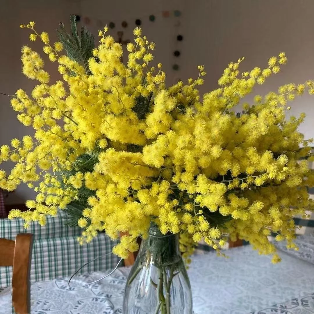 羽叶金合欢鲜切枝条金合欢生活鲜花圣诞花水养枝条花云南鲜花直发