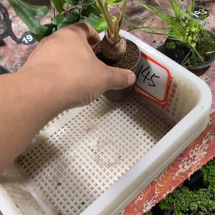 z***u无花朵退款拉黑拉145