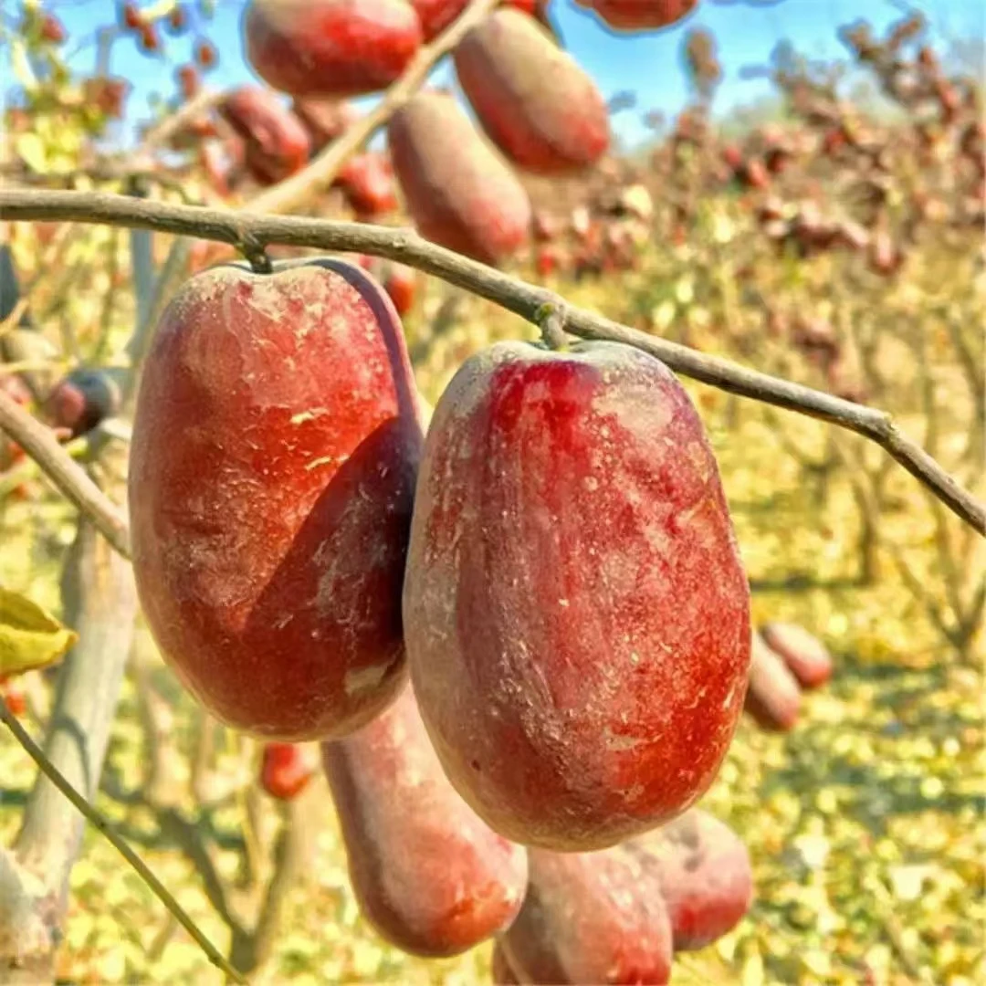 新疆和田大枣吊干枣带灰发货不漂不熏