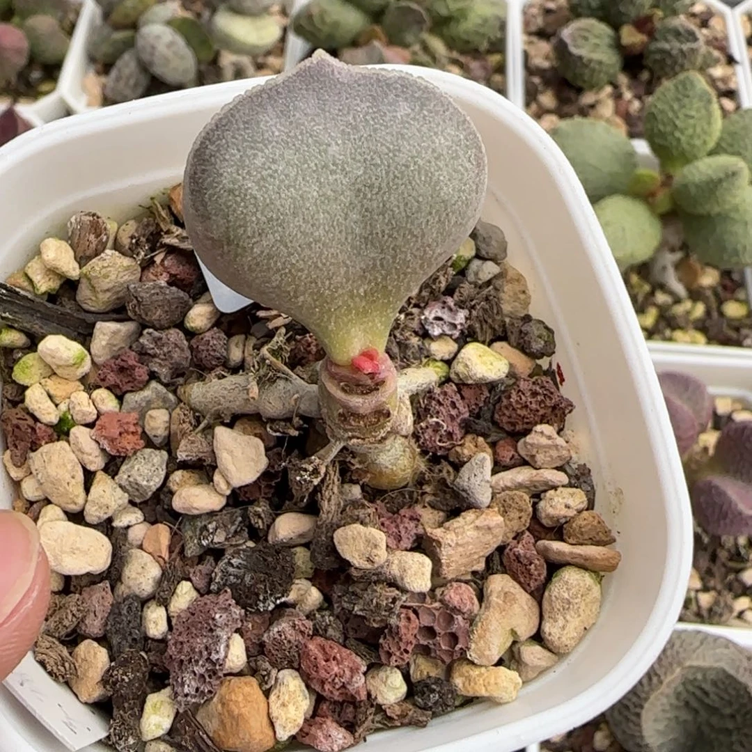 满斑白肌花蛋水泡多肉