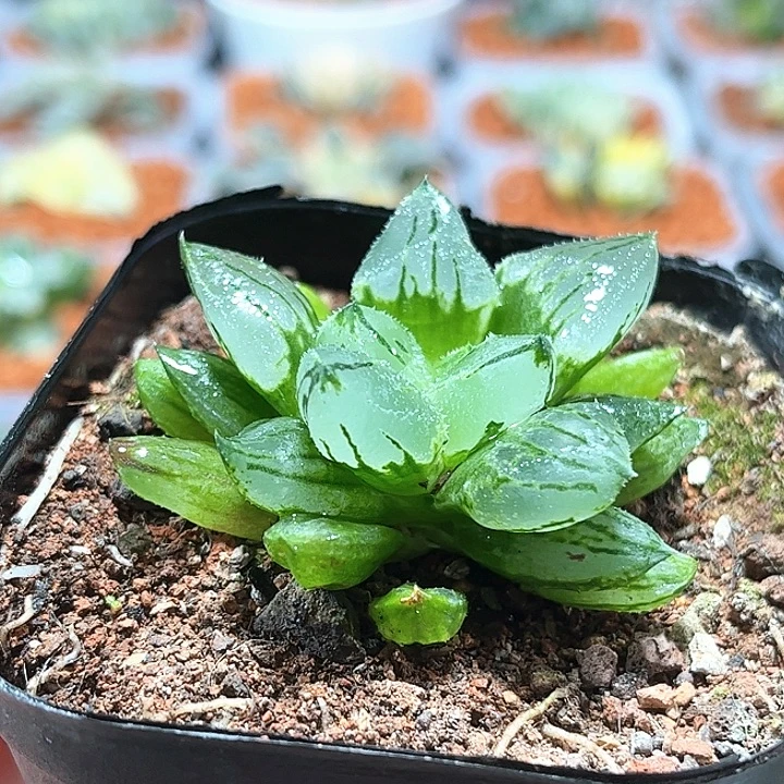 十二卷多肉冰蟹111