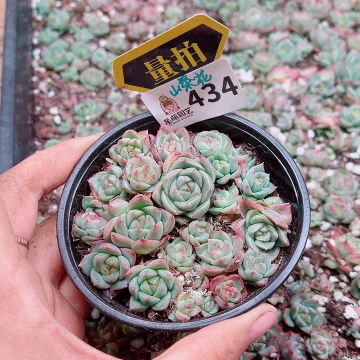 多肉植物多肉植物