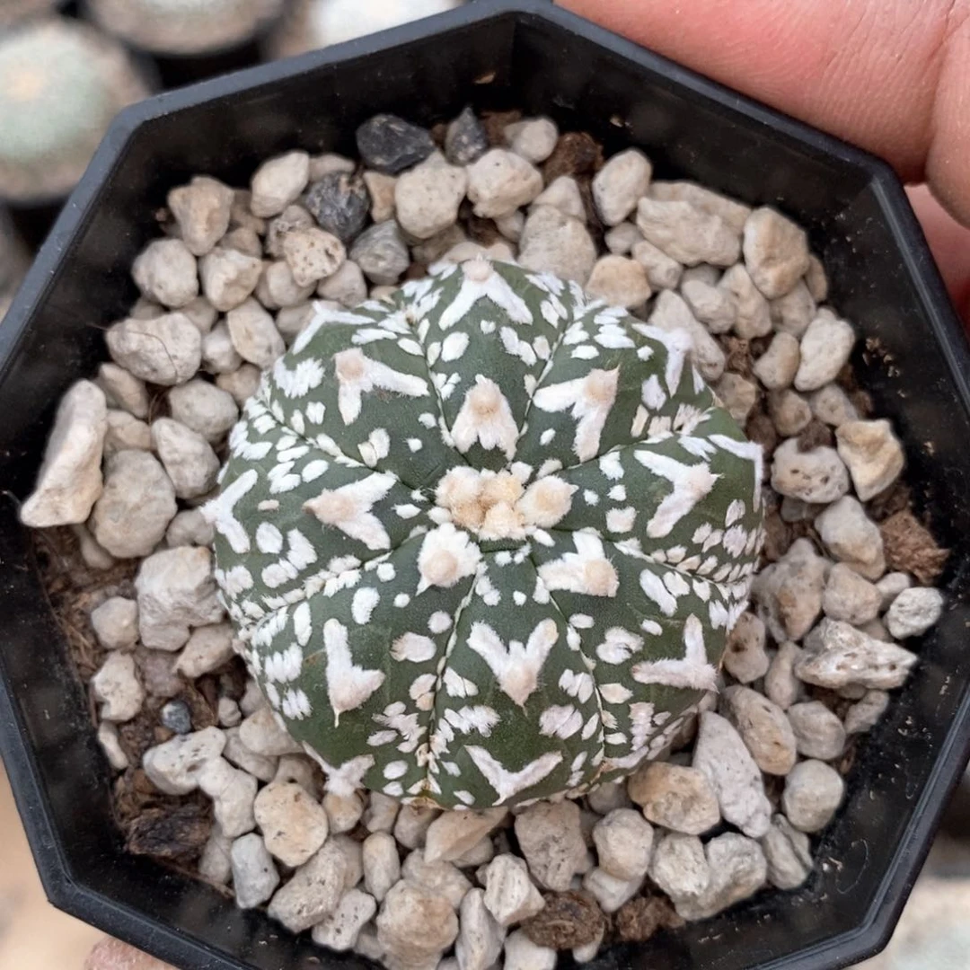 仙人球的世界里有50