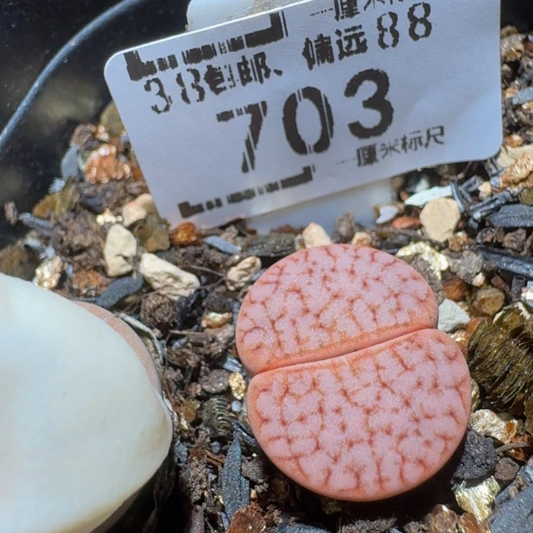 Ssss精品生石花703