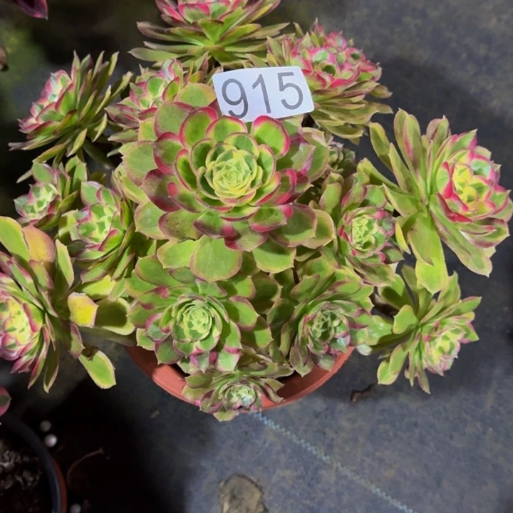 00000000915福利价