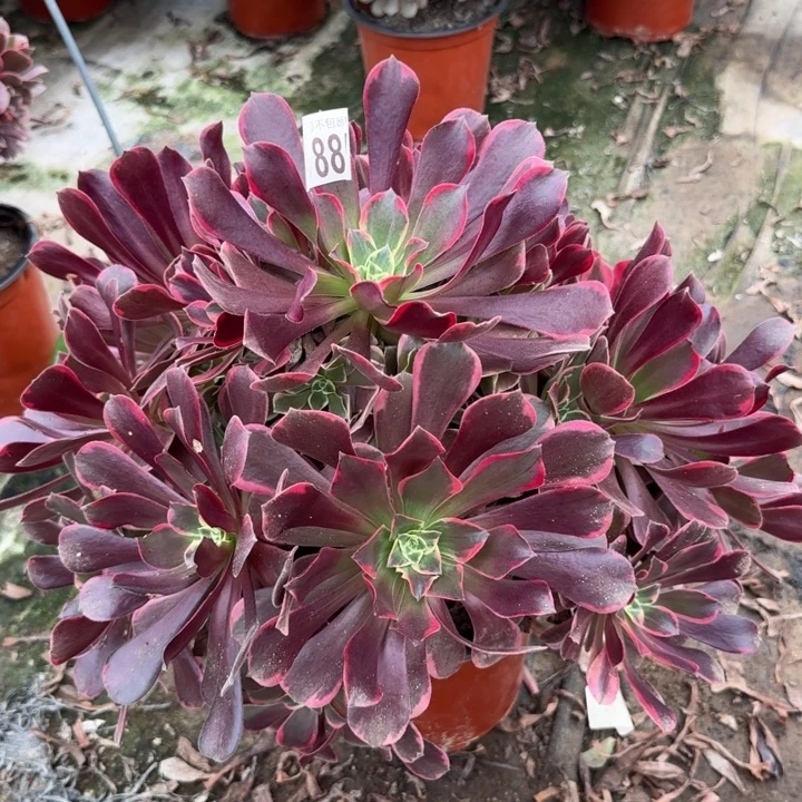 金丝缺……多肉植物……