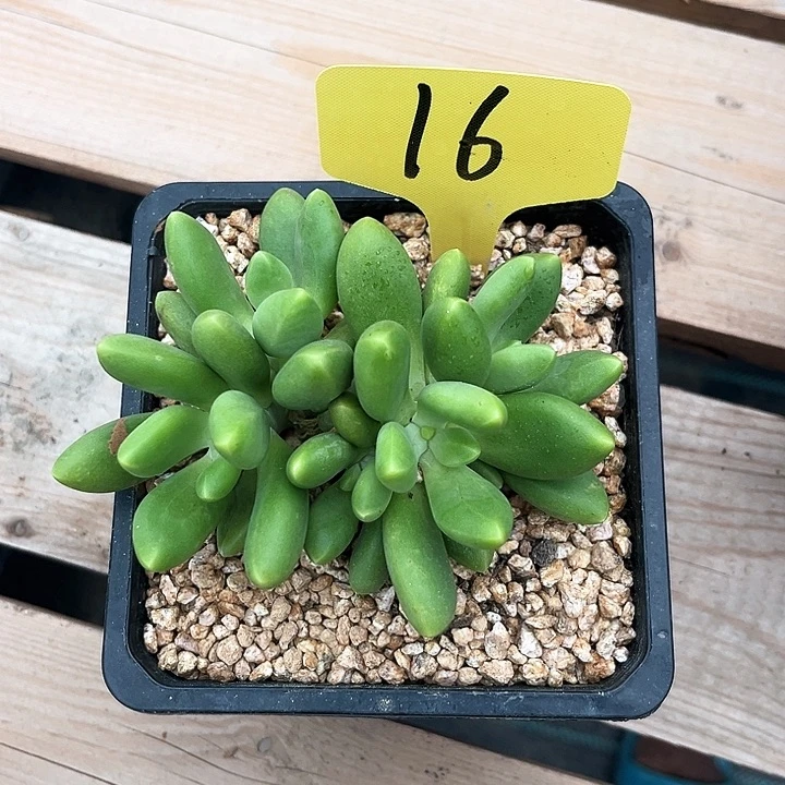 芒果奶16号码牌子的话题