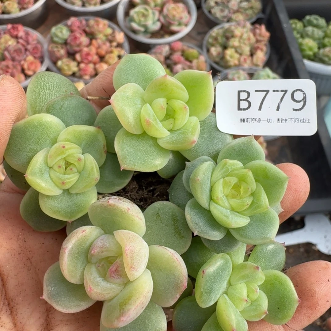 一物一拍一物一拍1026-779