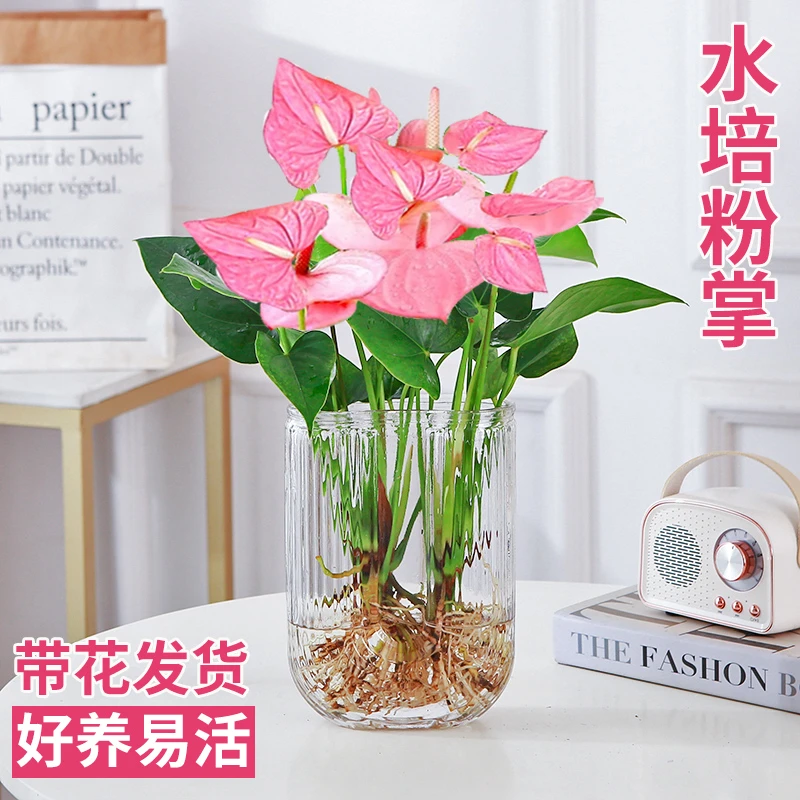 粉掌盆栽水培植物室内好养绿植水养花卉四季常青红掌鲜花一帆风顺