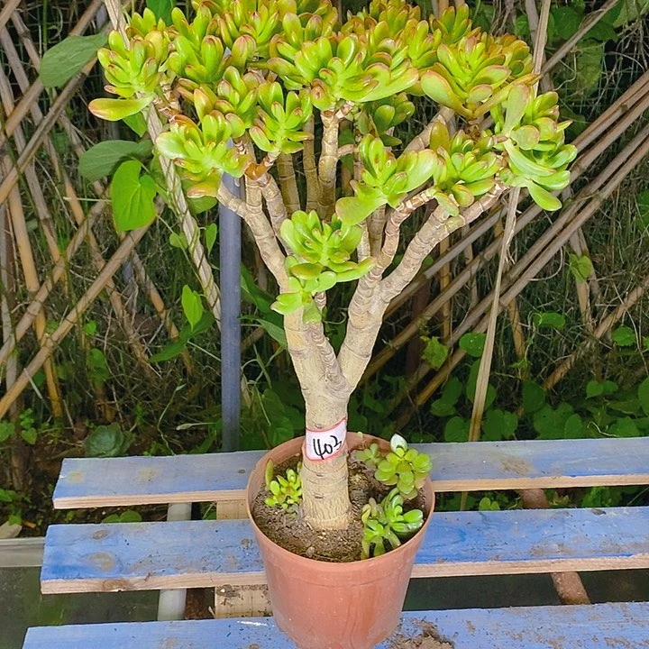 403招财猫一物一拍
