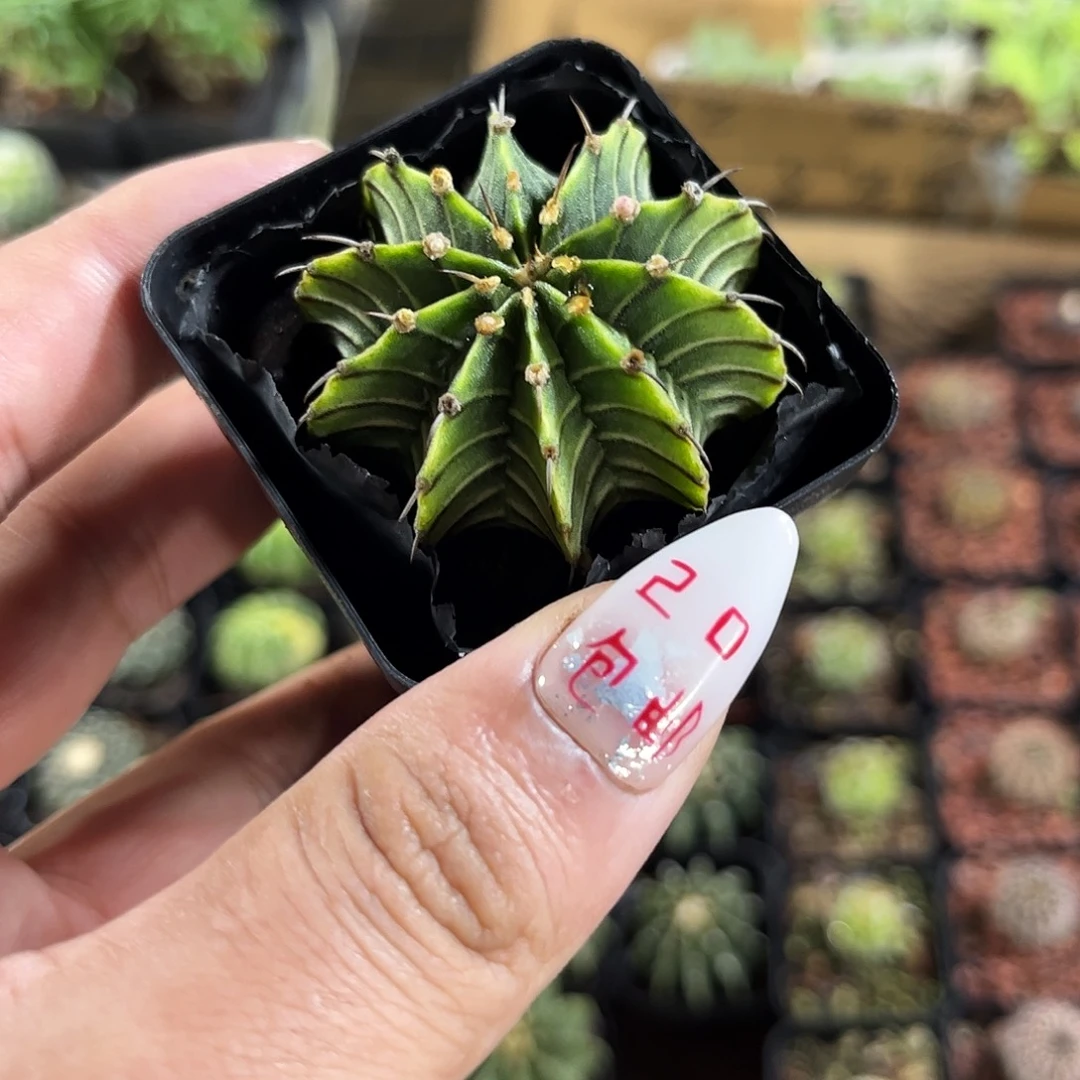 单头实生肋骨牡丹单头发货