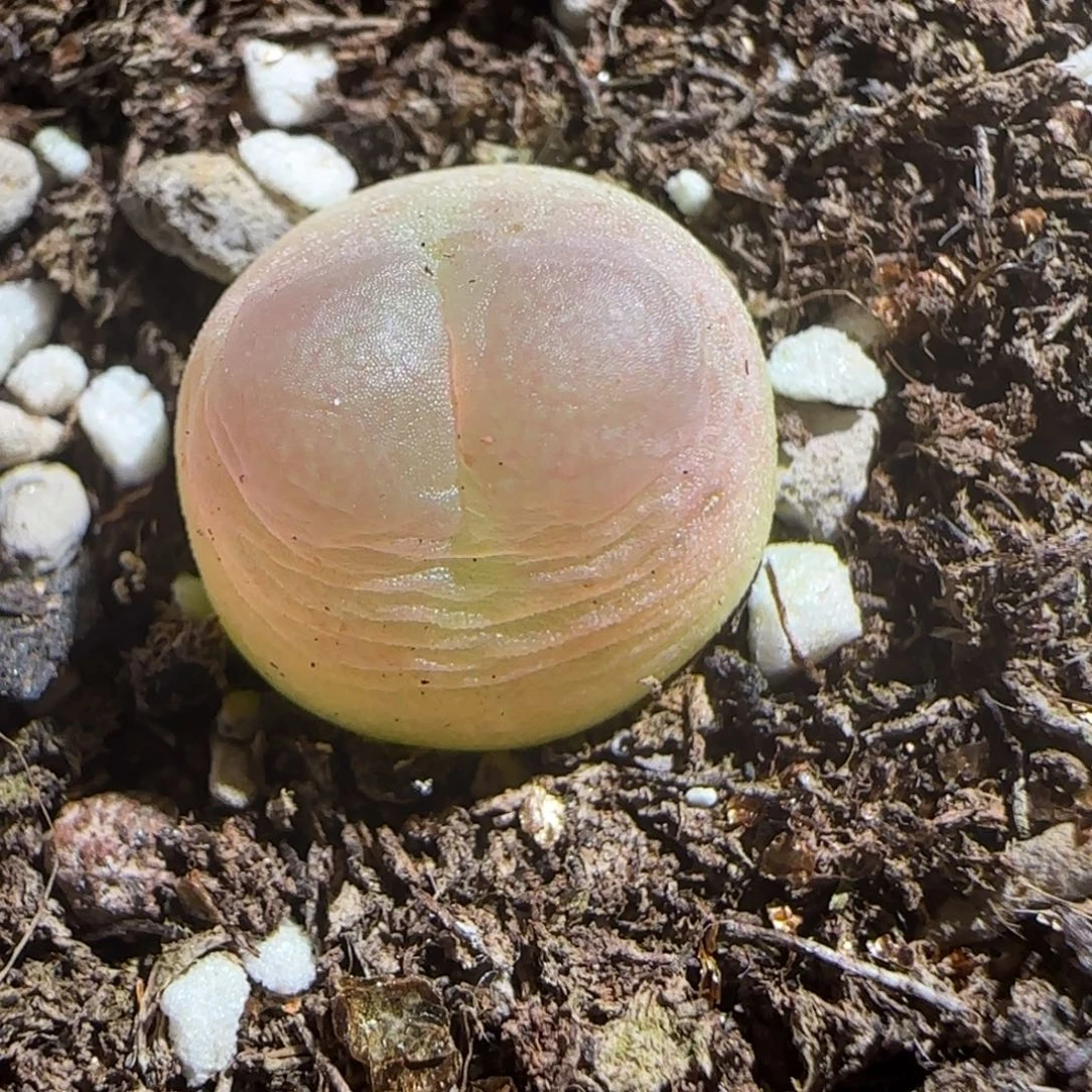 肉锥多肉植物组合-sh1200拉登260