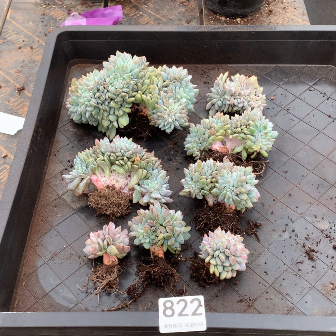 822橙子缀多肉植物组合