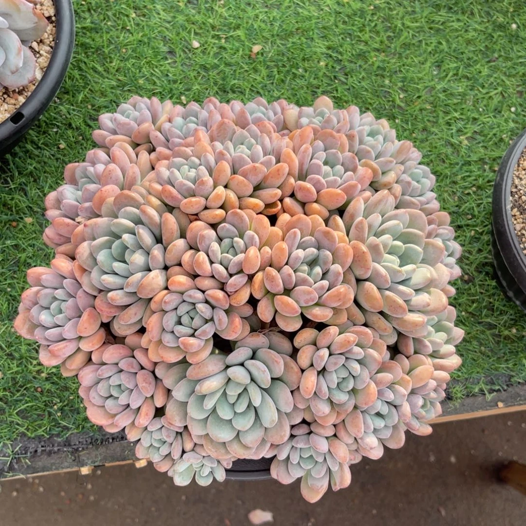 白鹭老桩一物一拍