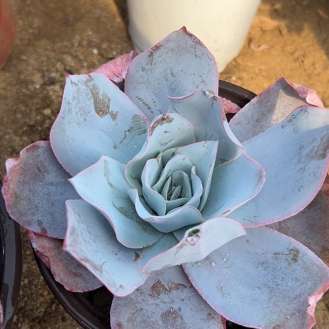 多肉植物广寒宫单头