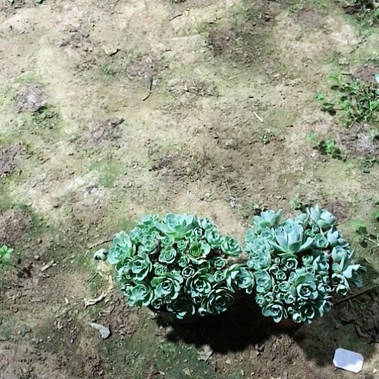 山地玫瑰二棵多肉植物