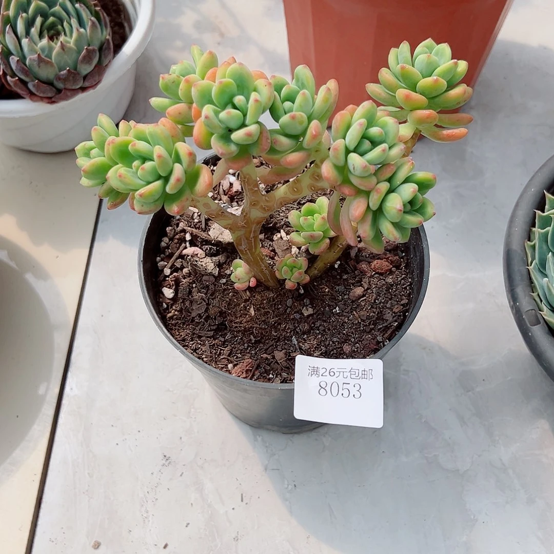 友***烧8053香格里拉多肉植物