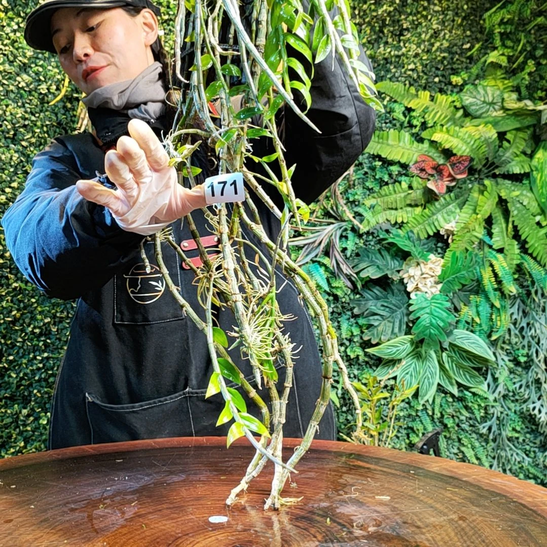 【闪购商品】171天宫花卉