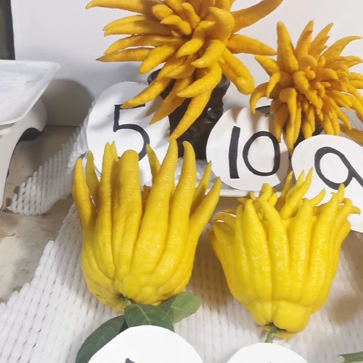 金华佛手莲花春***蕾莲花果果带枝条