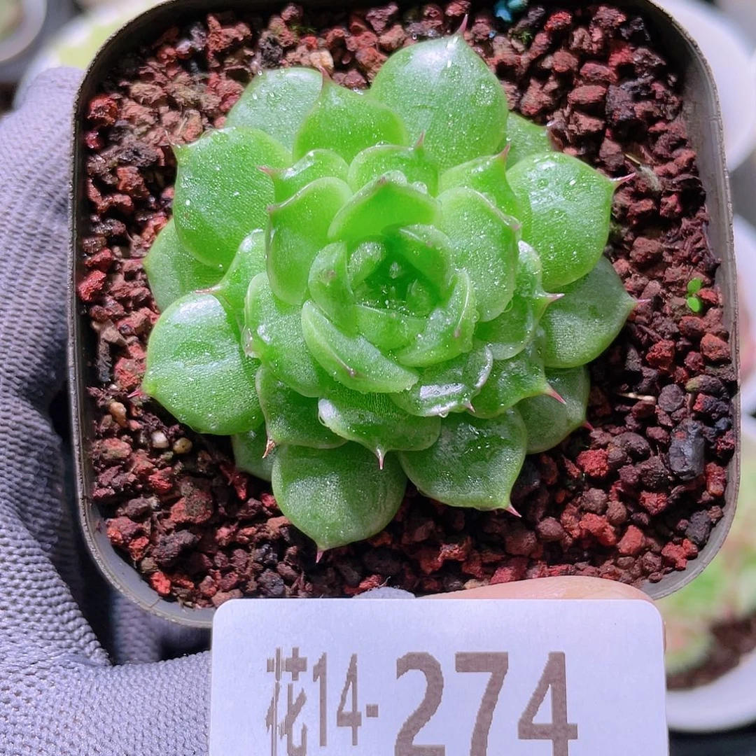 花利美14-274海王