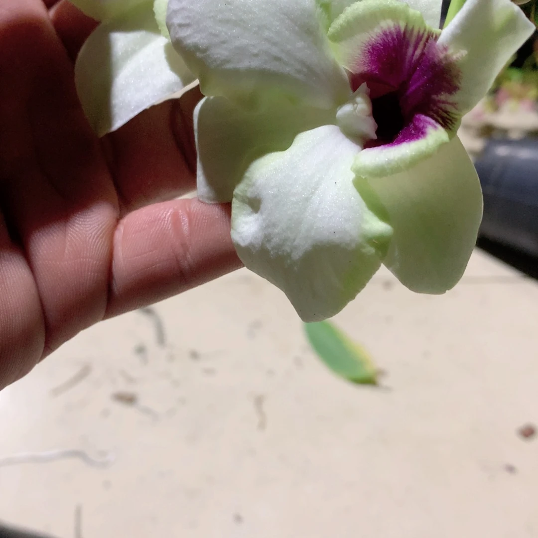 完全开放婷兰龙，大小2苗裸根发，花叶不包损