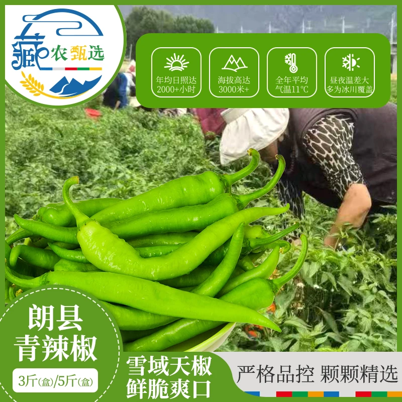 朗香缘 西藏林芝朗县新鲜（青辣椒）原产地皮薄肉脆3斤/5斤