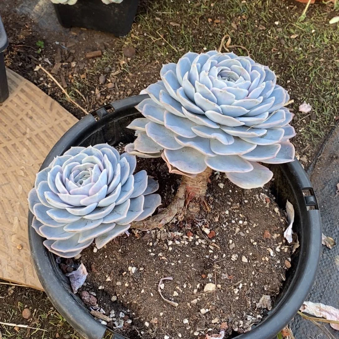 一物一拍一物一拍