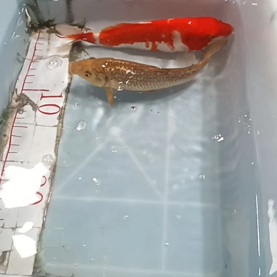 海水鱼锦鲤冷水鱼好养耐活