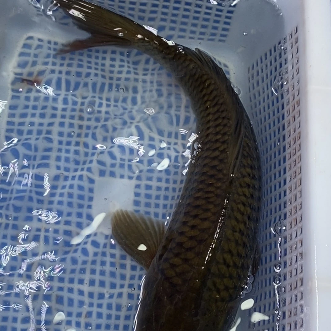 锦鲤冷水锦鲤包邮