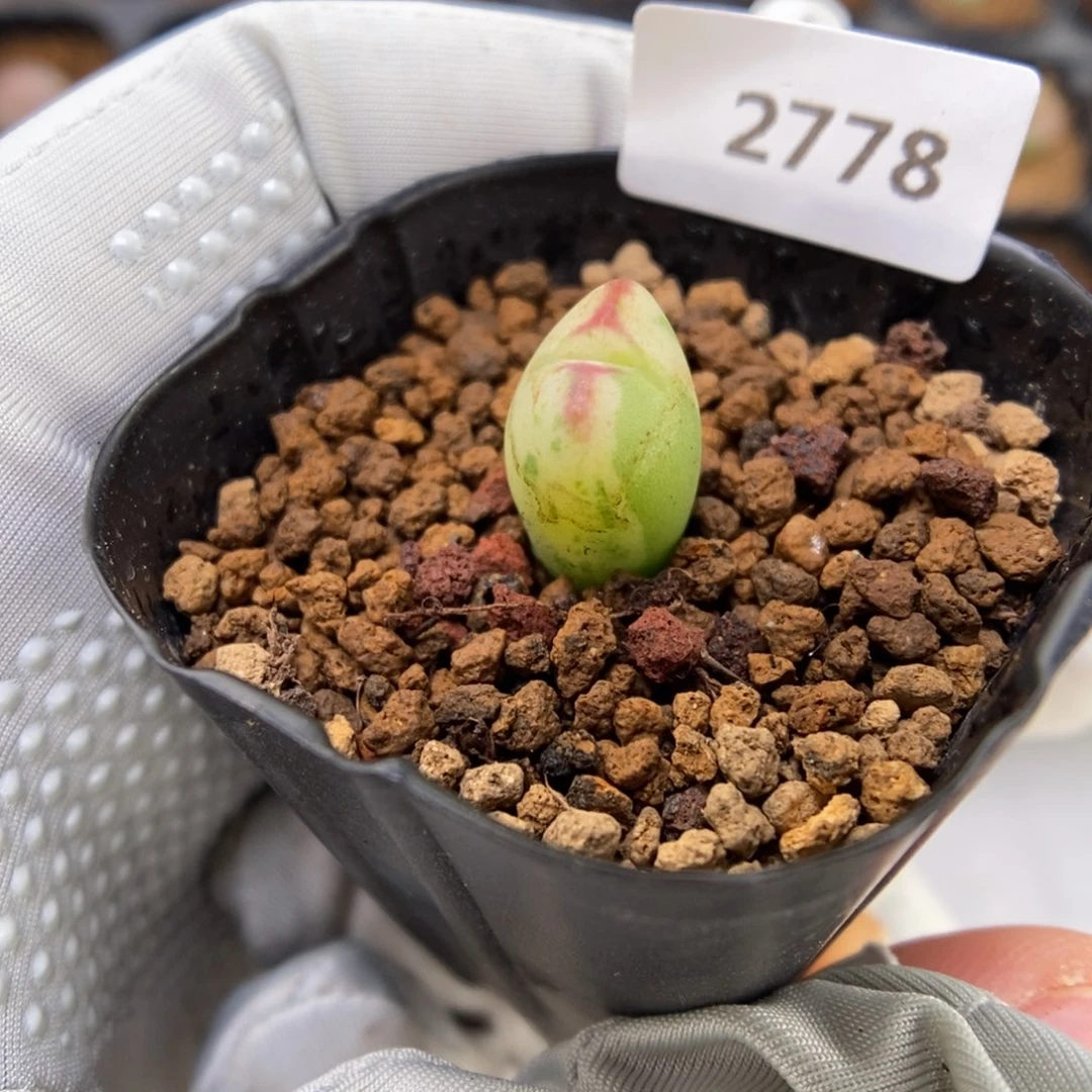 多肉植物肉锥杂交K-2778 福利