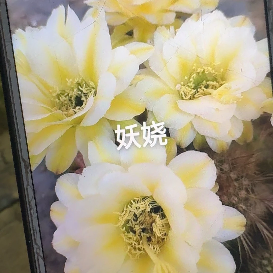 妖娆侧芽5公分毛花柱