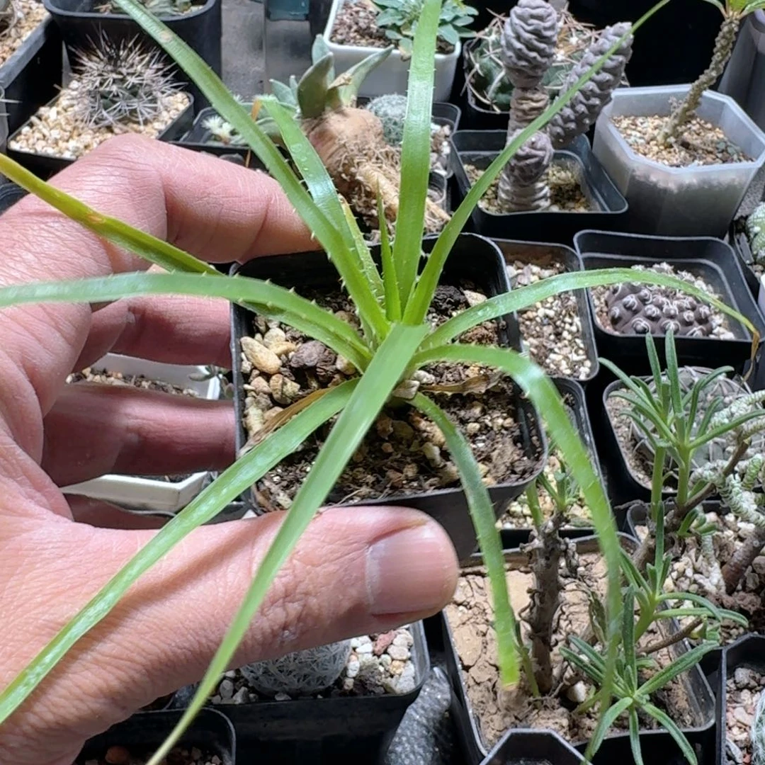 574皇后凤梨带盆发货一个随机