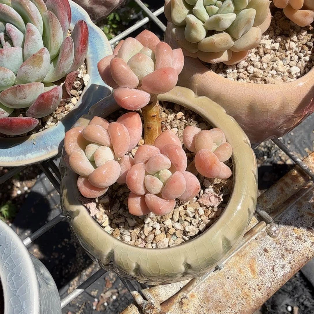 树皮纹洛神多肉植物