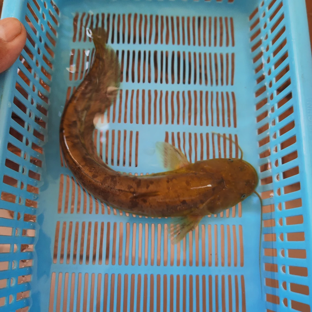 本地塘鲺溪流黄鲶新鲜净膛顺丰包邮