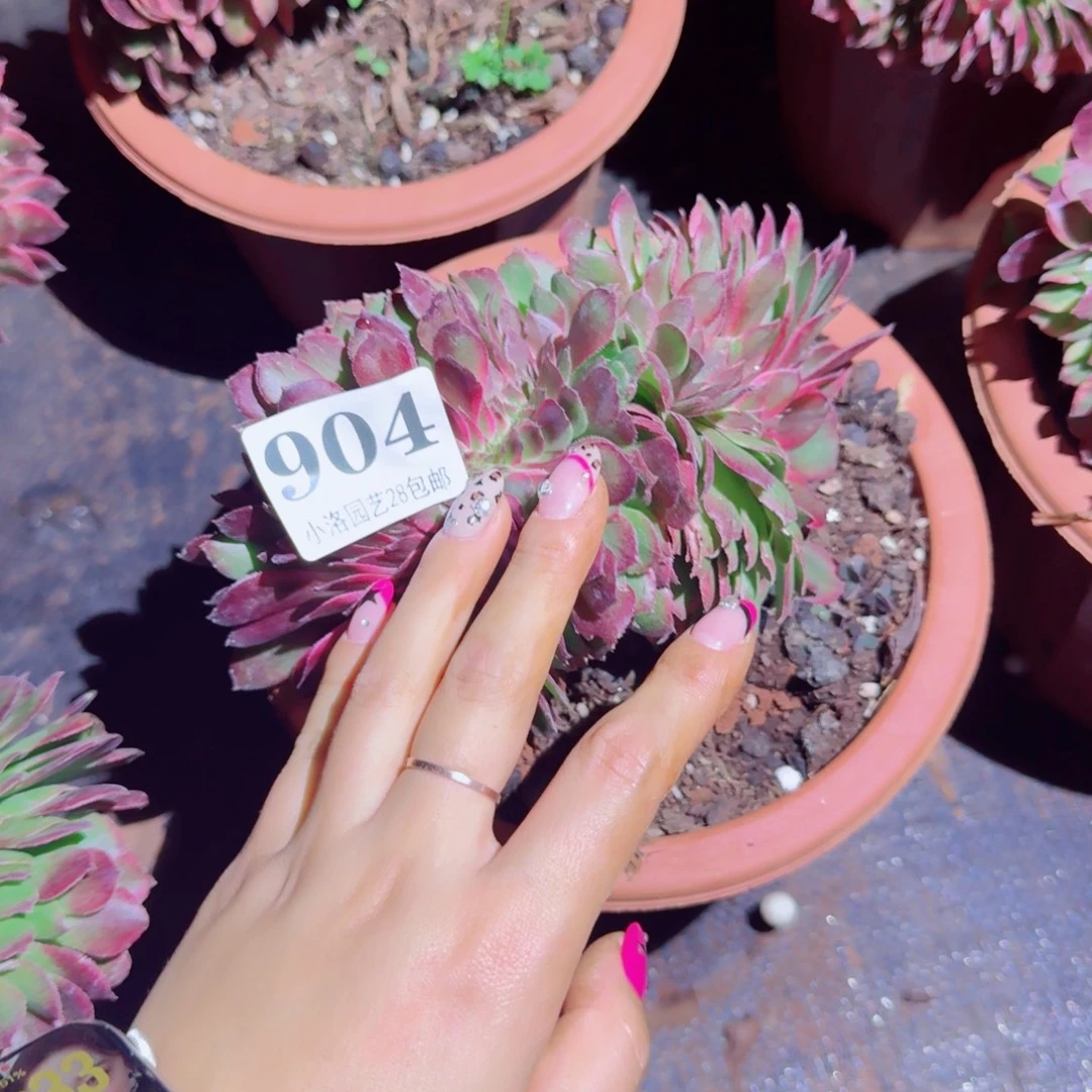 904荔枝缀化多肉植物满28包邮