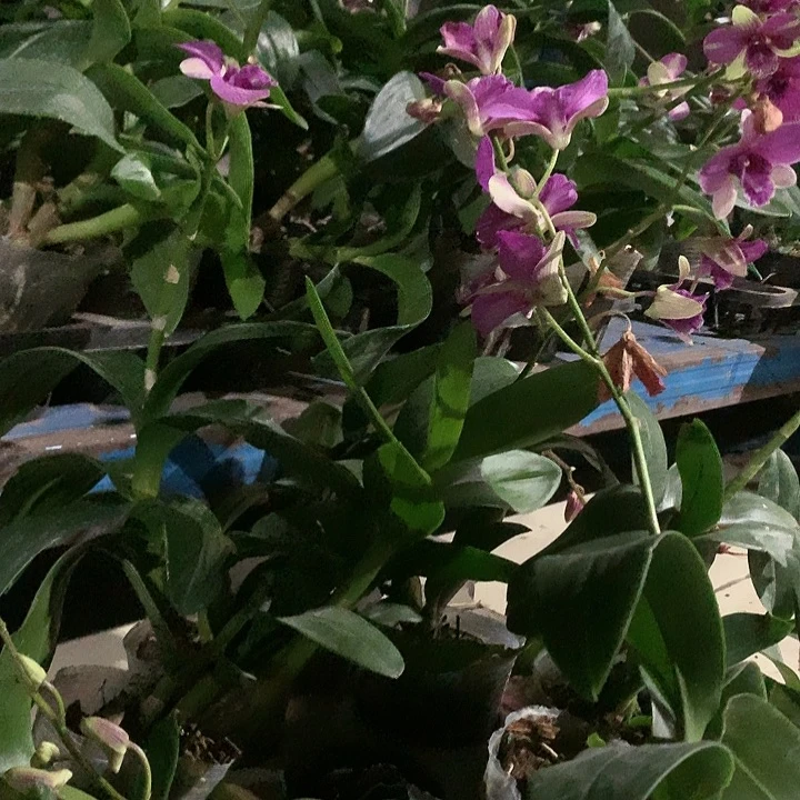 完全开放兔莉莉，大小3苗