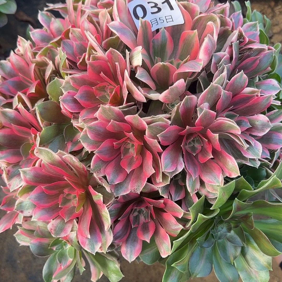 张***宸12.5-31女妖多肉植物1