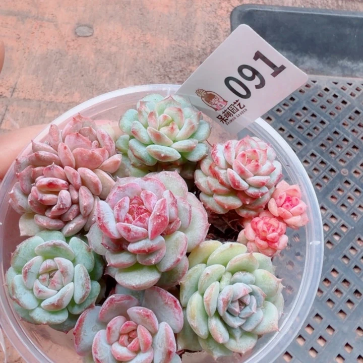多肉植物多肉植物