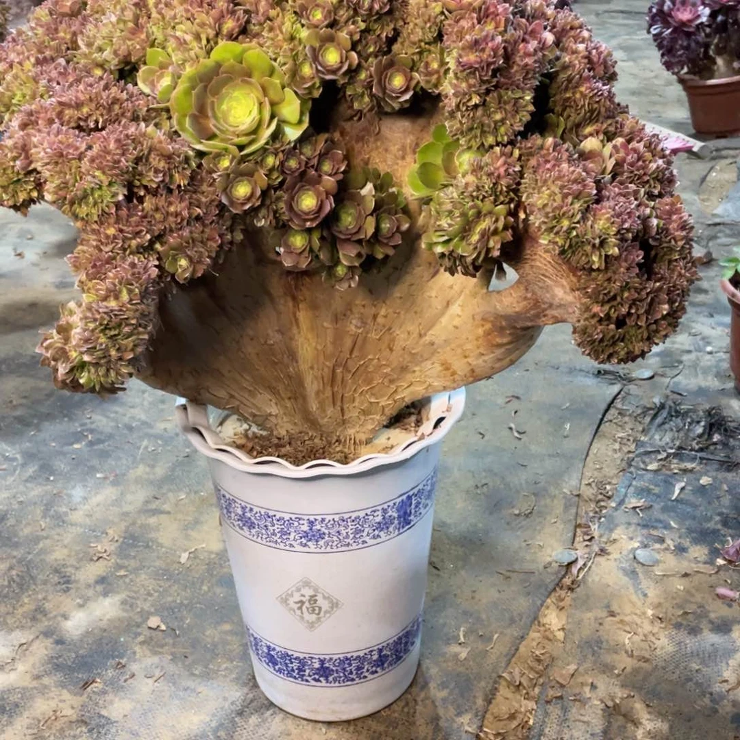 蕙*活万圣节缀化脱土发货