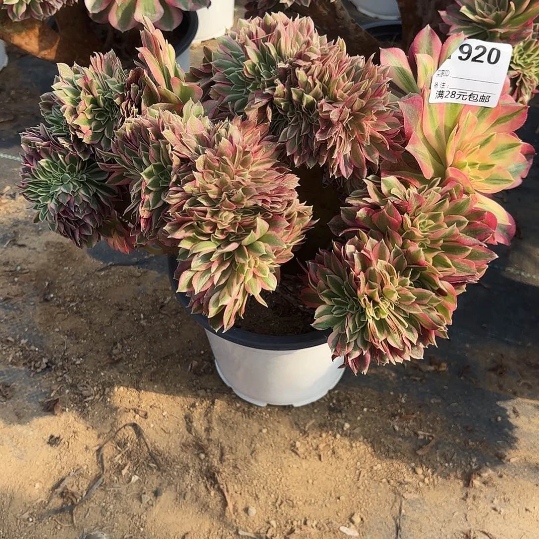 920粉女巫多肉植物
