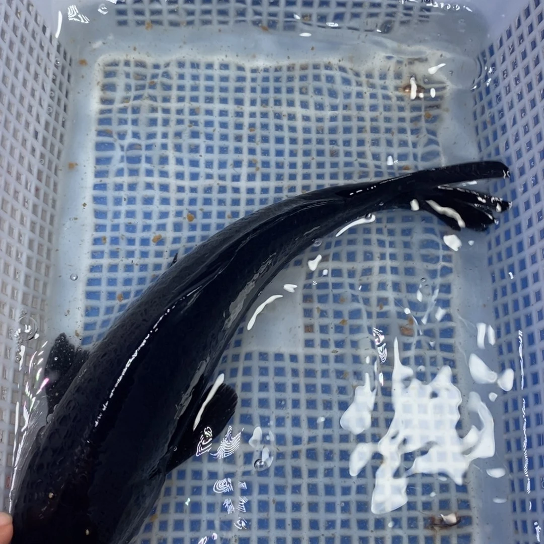 锦鲤冷水锦鲤包邮