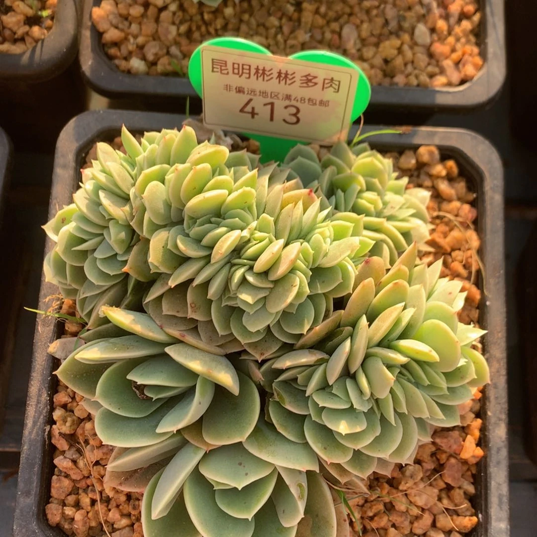 星娜塔缀化开播福利