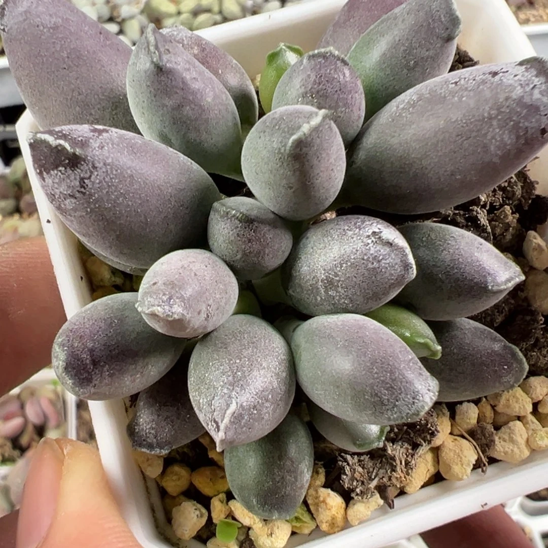 艺伎海豹老桩多肉植物水泡