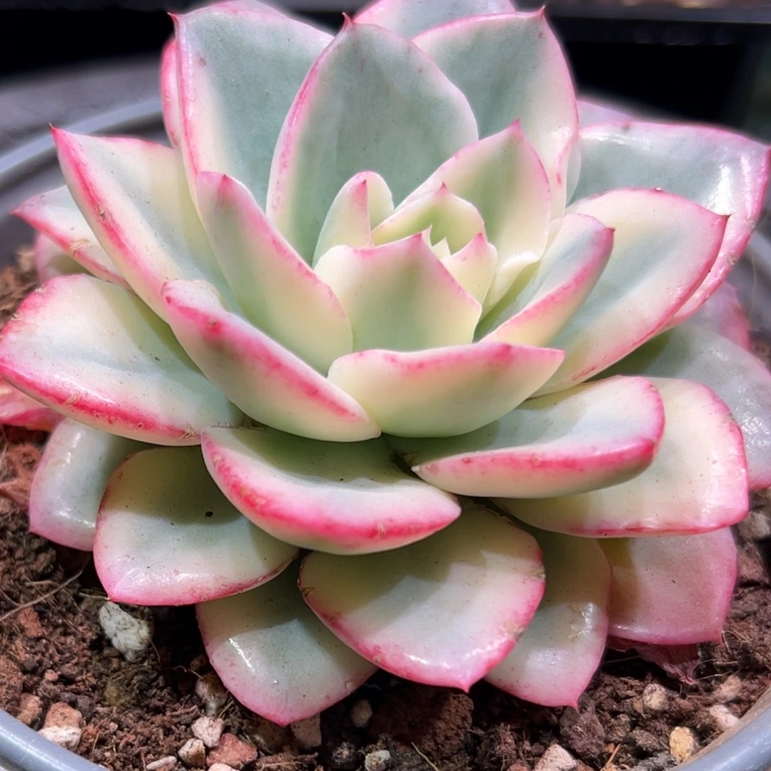 奶油黄桃锦，一物一拍。