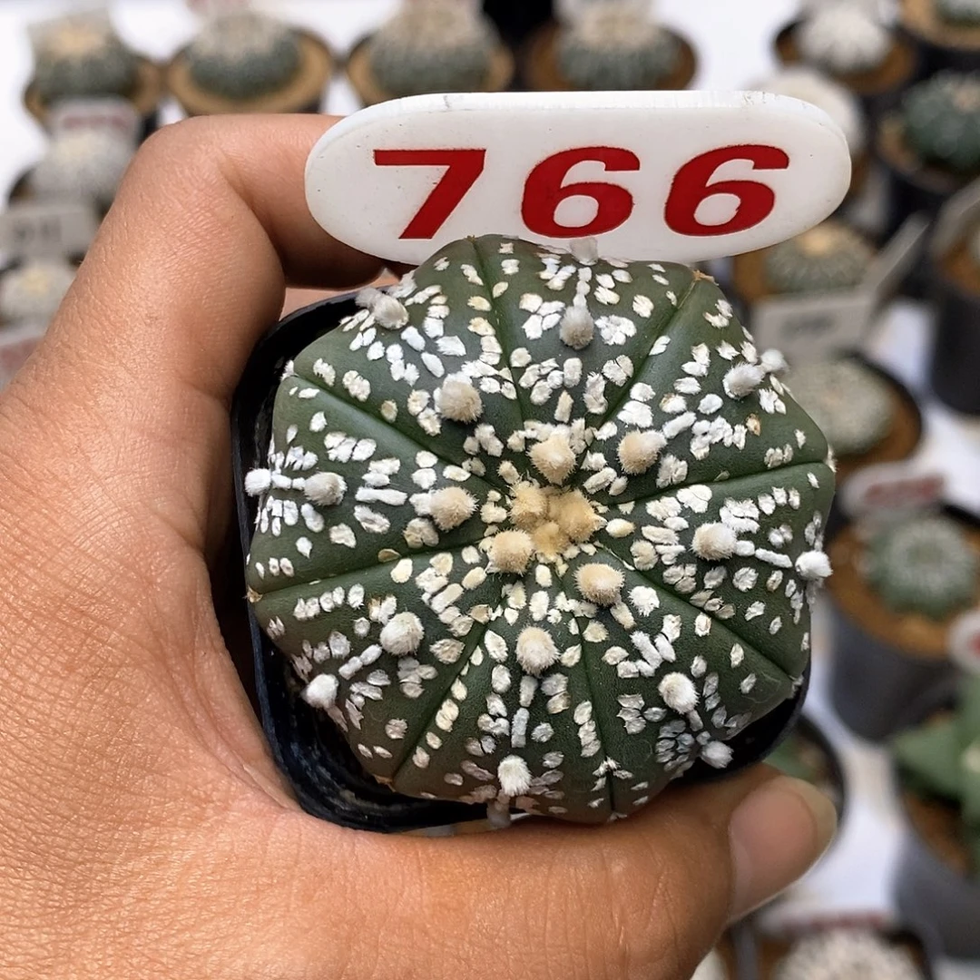 766福利特价咯打榜福利