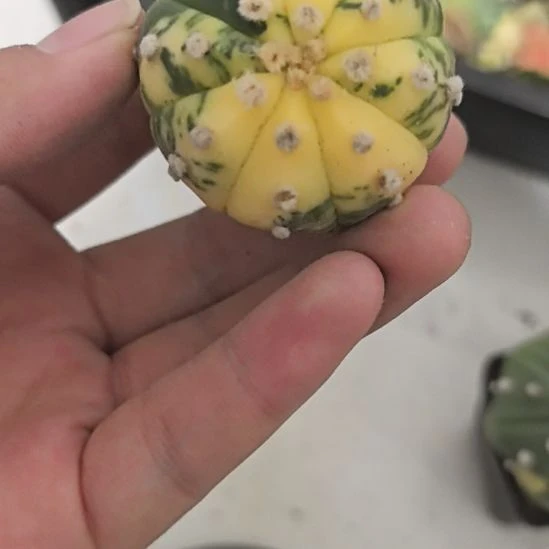 小***满一物一拍，实生兜锦