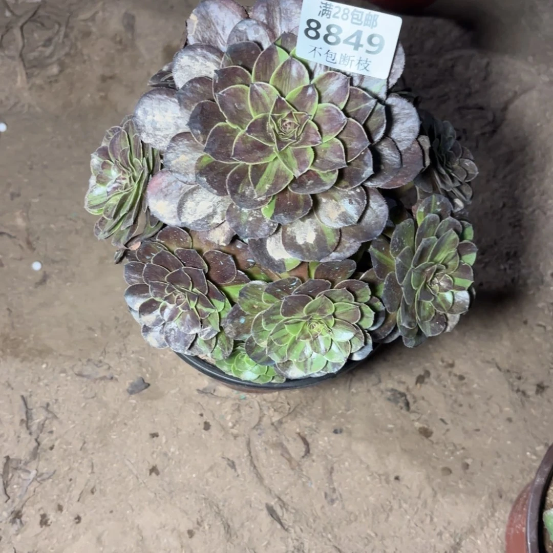 M. 8849花月夜多肉。baen