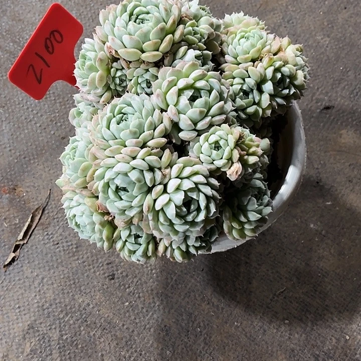 雅***芯0000000000000000002100