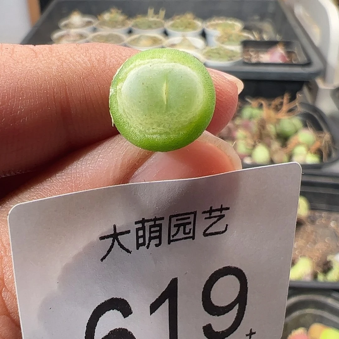 一物一拍。      619